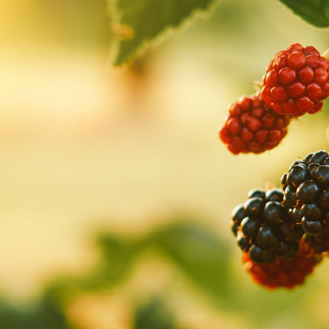 Fresh berry's hanging from a bush