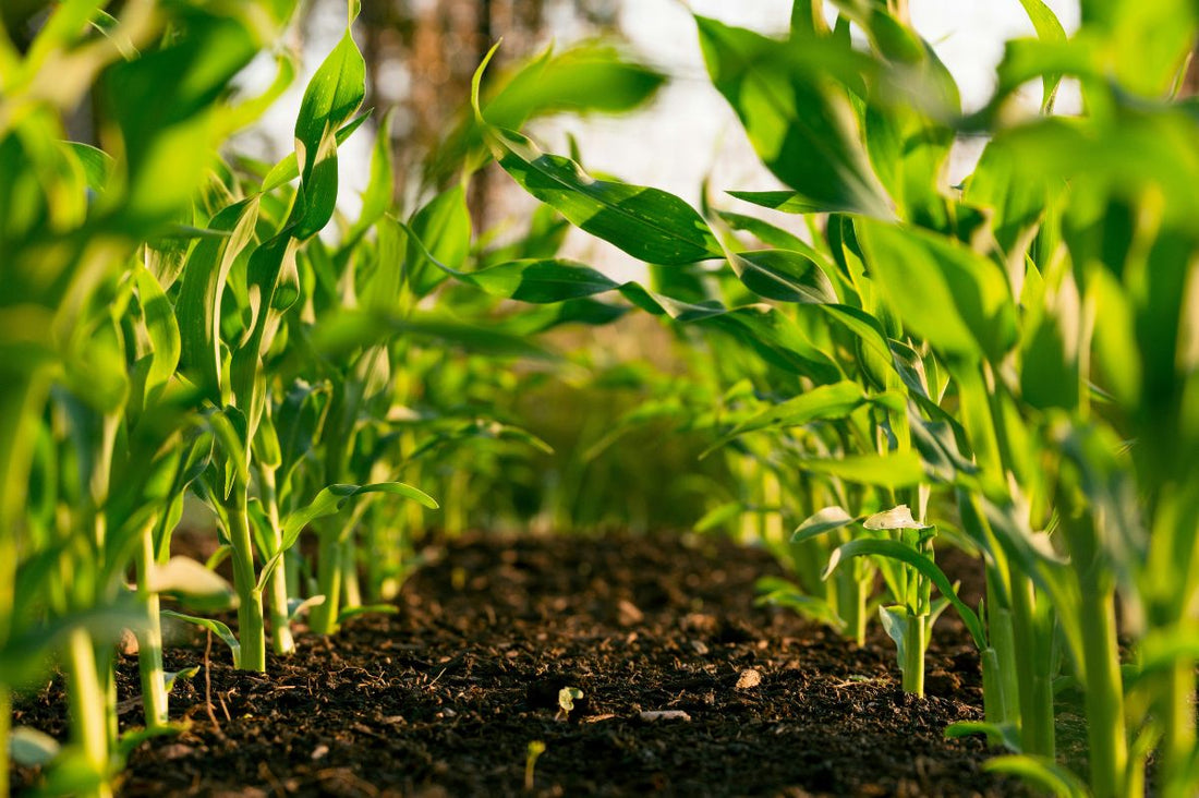 Young plants in soil being grown organically