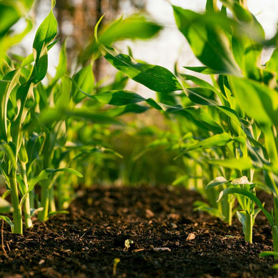 Young plants in soil being grown organically